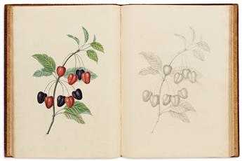 BROOKSHAW, GEORGE. Groups of Flowers; Groups of Fruit; Six Birds,